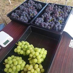 ぶどう販売🍇