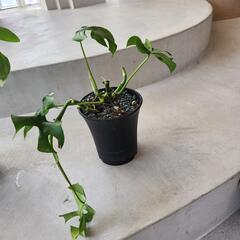 【処分物】ヒメモンステラ 2点セットの画像