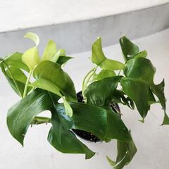 【処分物】ヒメモンステラ 2点セットの画像