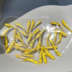 サンシャイン10匹2000円🐙改良めだか専門店🐙