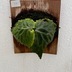 ランキングキーワードに紐づく投稿画像-観葉植物