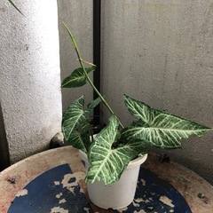 観葉植物　シンゴニウムの画像