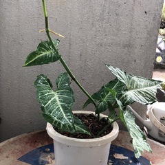 観葉植物　シンゴニウムの画像