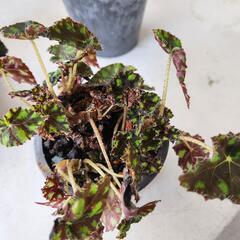 【処分物】3点セット　ベゴニアの画像