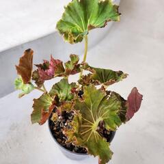 【処分物】3点セット　ベゴニアの画像