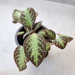 【処分物】エピスシアの画像