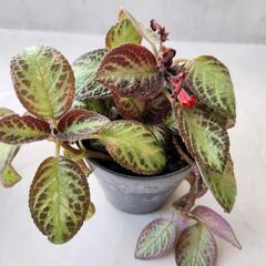 【処分物】エピスシアの画像