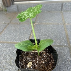 ズッキーニの画像