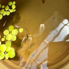 色々ミックメダカ　12匹＋水草＋ラムズの画像