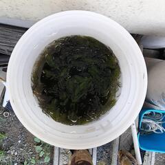 水草マツモの画像