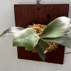 P.Willinckii 月光爪哇 ビカクシダの画像