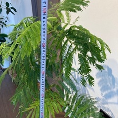 エバーフレッシュ(観葉植物)の画像