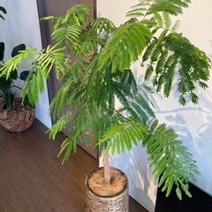 エバーフレッシュ(観葉植物)の画像