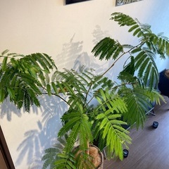 エバーフレッシュ(観葉植物)の画像