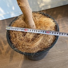 エバーフレッシュ(観葉植物)の画像