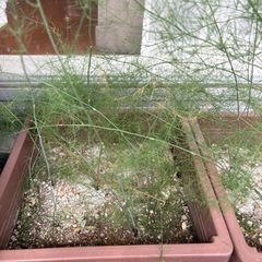 アスパラガスの苗の画像