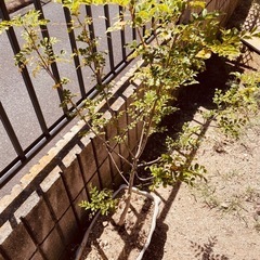 植物　シマトネリコ　高さ110センチ①の画像