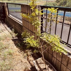 植物　シマトネリコ　高さ110センチ①の画像