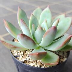多肉植物　リンゼアナ　2025年8月22日の画像
