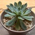 ランキングキーワードに紐づく投稿画像-観葉植物