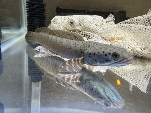 チャンナオルナティピンニス