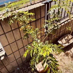 植物　シマトネリコ　高さ110センチ②の画像