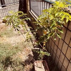 植物　シマトネリコ　高さ110センチ②の画像