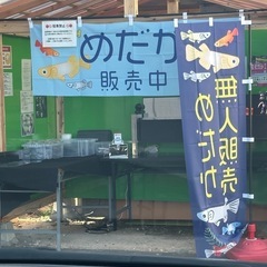 🌱 いよいよ柏崎に「めだか無人販売所」オープン！ 🌱