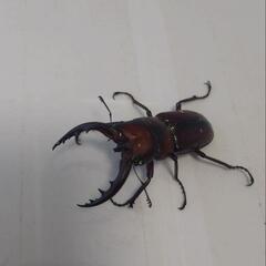 トクノシマノコギリクワガタ　新成虫　早いもの勝ち!の画像