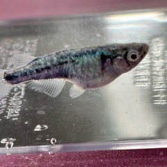 各種　メダカの画像