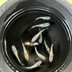 各種　メダカの画像