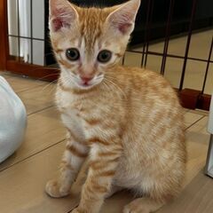 茶トラ子猫　サトシくん