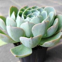 多肉植物　七福神　2025年8月22日の画像