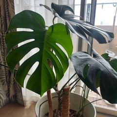 モンステラ　観葉植物の画像
