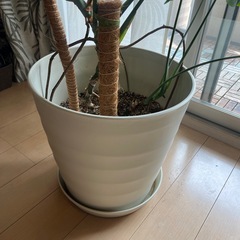 モンステラ　観葉植物の画像