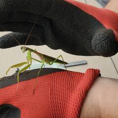オオカマキリペアWD（♂×♀）｜08/22 天然採集個体の画像