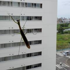 オオカマキリペアWD（♂×♀）｜08/22 天然採集個体の画像
