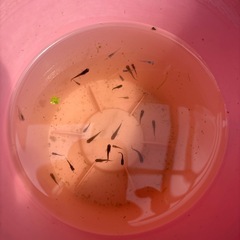 メダカ無料の画像