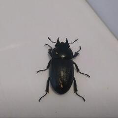 アマミノコギリクワガタ　新成虫　早いもの勝ち!の画像