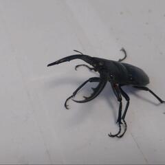 アマミノコギリクワガタ　新成虫　早いもの勝ち!の画像