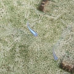 今年産まれたメダカの稚魚　お譲り致しますの画像
