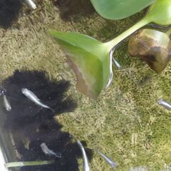 今年産まれたメダカの稚魚　お譲り致しますの画像