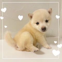 【里親募集】豆柴犬　白の女の子
