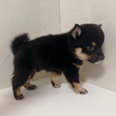 【里親募集】豆柴犬　黒の男の子 - ペット