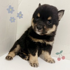 【里親募集】豆柴犬　黒の男の子 - 地元のお店