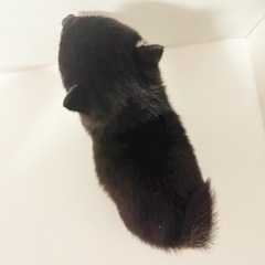 【里親募集】豆柴犬　黒の男の子 − 東京都