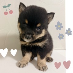 【里親募集】豆柴犬　黒の男の子