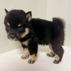 【里親募集】豆柴犬　黒の男の子 - 町田市