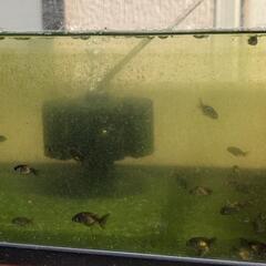 ■ 金魚　真っ黒らんちゅうの当歳魚　無選別　全部の画像
