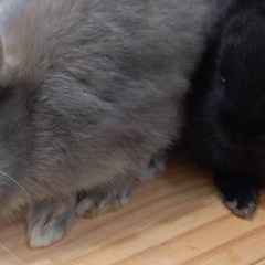 うさぎの赤ちゃんの里親を探しています。